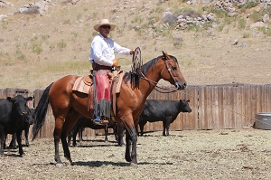 Horsemens' Split Reins
